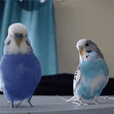 Two Parakeets Are Standing Next To Each Other On A Table . One Of The Parakeets Is Blue And The Other Is White . GIF