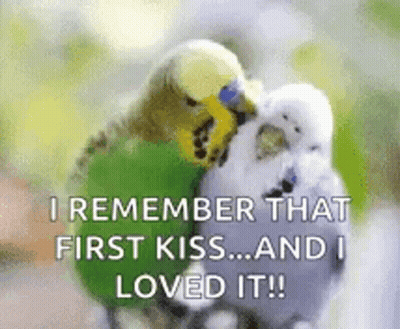 Two Parakeets Kissing Each Other With The Words `` I Remember That First Kiss ... And I Loved It '' . GIF
