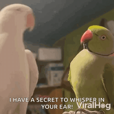Two Parrots Are Standing Next To Each Other And One Of Them Says I Have A Secret To Whisper In Your Ear ! GIF