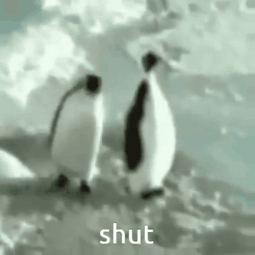 Two Penguins Are Standing Next To Each Other On A Snowy Hill . GIF