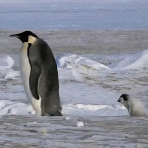 Two Penguins In Snow Looking GIF