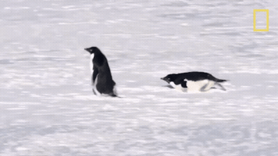 Two Penguins In Snow With National Geographic Logo GIF