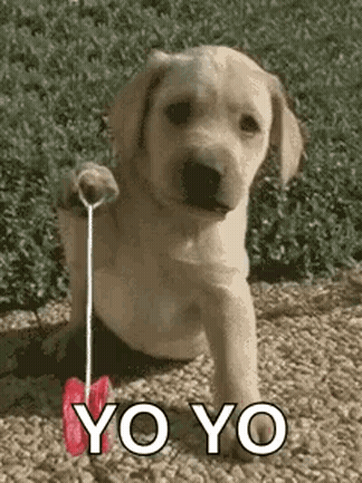 Two Penguins Kissing Love At First Sight GIF