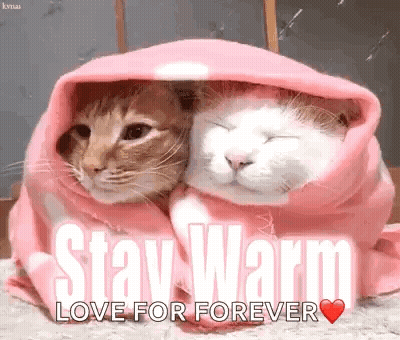 Two Penguins Wrapped In Blanket Stay Warm GIF