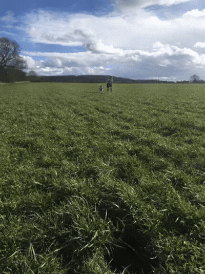 Two People Walking Dogs In Grassy Field GIF