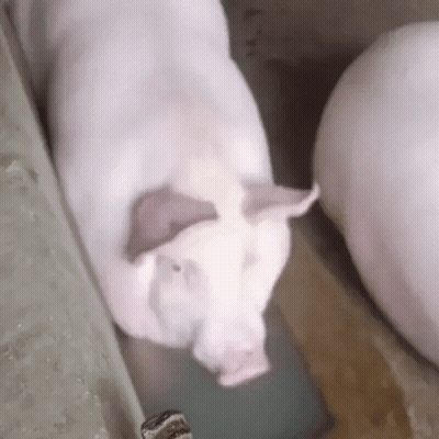 Two Pigs Are Standing Next To Each Other In A Barn . GIF