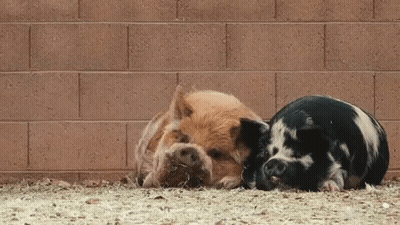 Two Pigs Laying Next To Each Other On The Ground In Front Of A Brick Wall GIF
