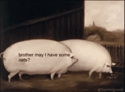 Two Pigs Standing Next To Each Other With One Saying " Brother May I Have Some Oats ? " GIF