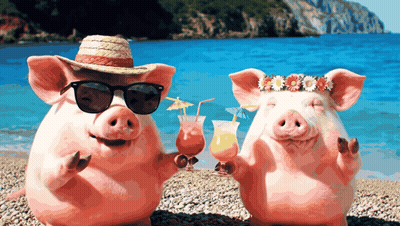 Two Pigs Wearing Sunglasses And Straw Hats Are Holding Drinks On A Beach GIF