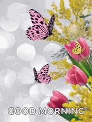 Two Pink And Black Butterfly GIF