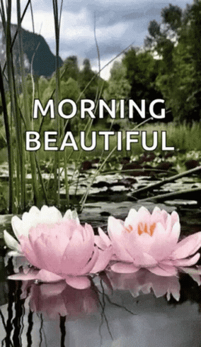 Two Pink And White Water Lilies Floating In A Pond Saying Morning Beautiful GIF