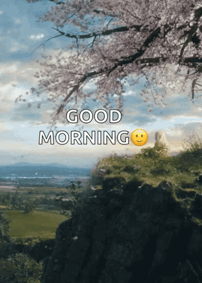 Two Pink And White Water Lilies Floating In Pond Saying Morning Beautiful GIF