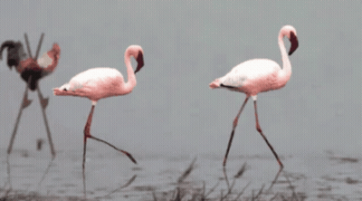 Two Pink Flamingos Walking In Water GIF
