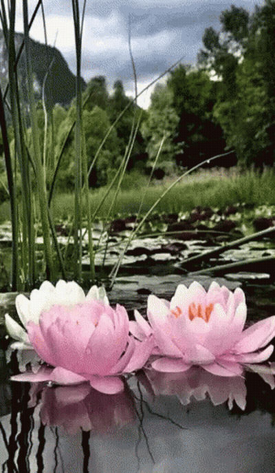 Two Pink Flowers Floating In Pond With Mountains GIF
