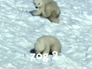 Two Polar Bear Cubs Are Playing In The Snow With The Words " Zog 2 " Written On The Bottom GIF