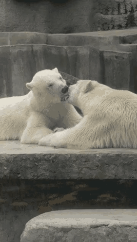 Two Polar Bears Are Kissing On A Rock GIF