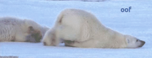 Two Polar Bears Are Laying In The Snow And The Word Oof Is On The Bottom GIF