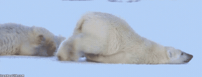 Two Polar Bears Are Laying On Their Backs In The Snow With Icanhaegif.com Written On The Bottom GIF
