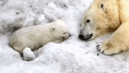 Two Polar Bears Are Playing In The Snow . GIF