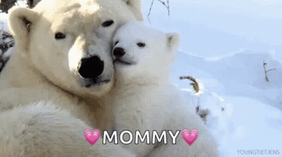 Two Polar Bears Hugging In Snow With Mommy GIF