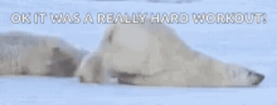 Two Polar Bears Laying In Snow Saying Ok It Was A Really Hard Workout GIF