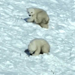 Two Polar Bears Rolling In Snow  GIF