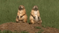 Two Prairie Dog Harmonize GIF