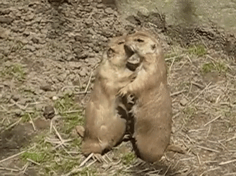 Two Prairie Dog Kissing GIF