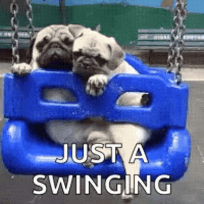 Two Pug Dogs Sitting On Blue Swing Saying Just A Swinging GIF