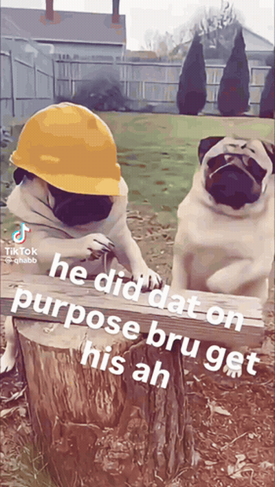 Two Pug Dogs Wearing Hard Hats Are Sitting On A Stump GIF