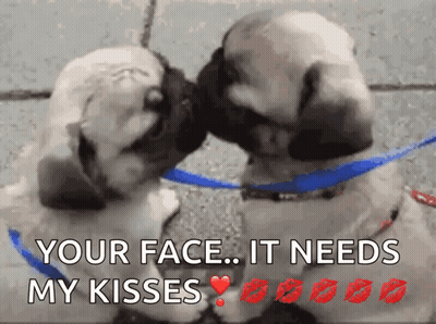 Two Pug Puppies Kissing Each Other With The Caption Your Face It Needs My Kisses GIF