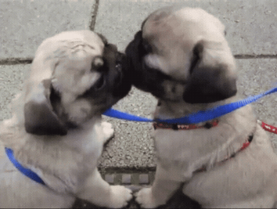 Two Pug Puppies On A Leash Are Kissing GIF