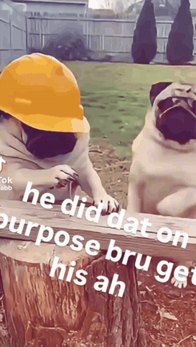 Two Pugs Wearing Hard Hats Are Sitting On A Stump GIF