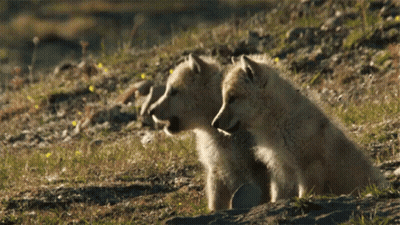 Two Puppies Are Sitting Next To Each Other On A Hillside GIF