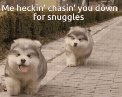 Two Puppies Chasing For Snuggles GIF