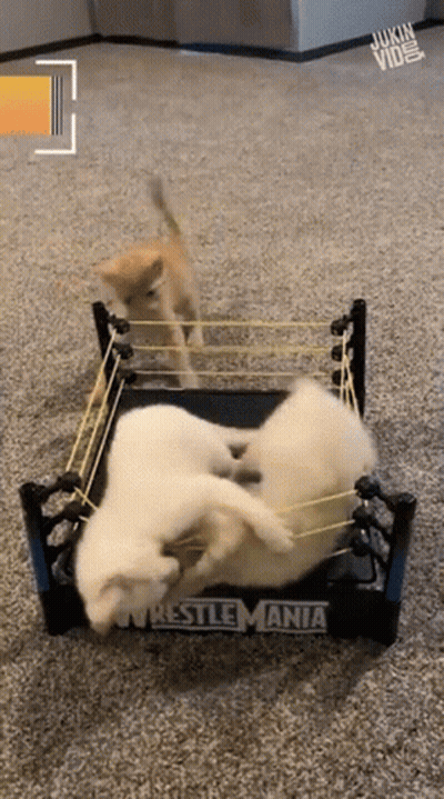 Two Puppies In A Wrestlemania Ring GIF
