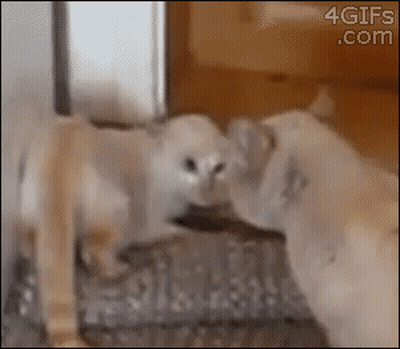 Two Puppies Kissing In Front Of Mirror 4Gifs GIF