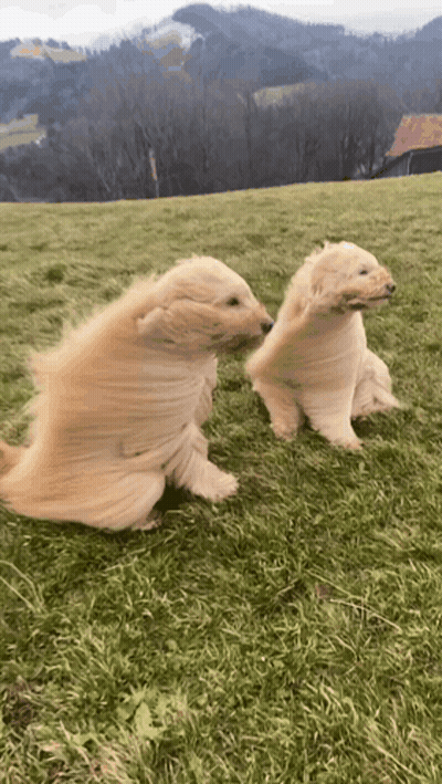 Two Puppies Playing in a Field With Mountains