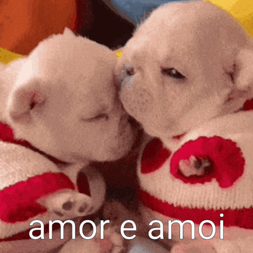 Two Puppies Wearing Red And White Sweaters With Hearts On Them Kissing GIF