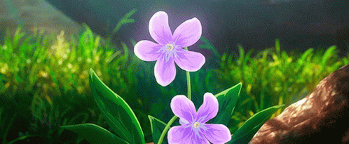 Two Purple Flowers Are Growing Out Of A Rock In The Grass . GIF
