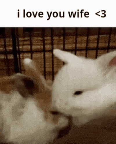 two rabbits are kissing each other in a cage with the caption i love you wife < 3 .