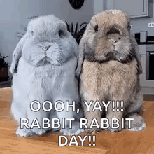 Two Rabbits Are Sitting On A Wooden Table . GIF
