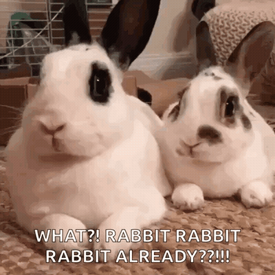Two Rabbits Chatting GIF