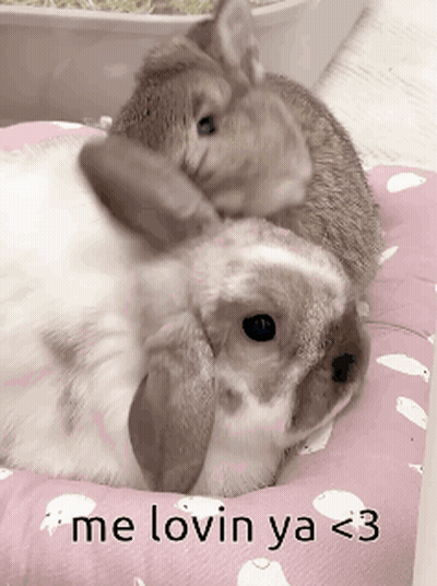 Two Rabbits Cuddling Pink Pillow Me Lovin Ya <3 GIF