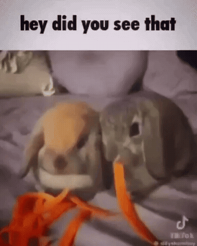 Two Rabbits Eating Carrots On Bed One Holding Carrot In Mouth GIF