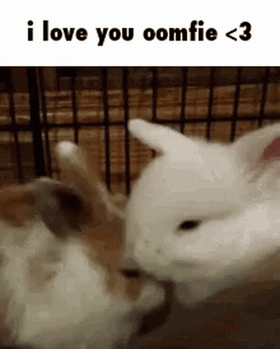 Two Rabbits In Cage Licking GIF
