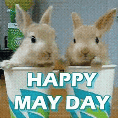 Two Rabbits In Happy May Day Cup GIF