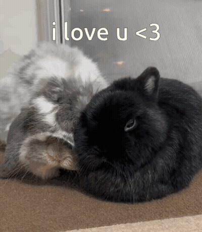 Two Rabbits Laying Together With I Love U <3 GIF