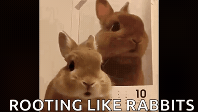 Two Rabbits Looking At Each Other GIF