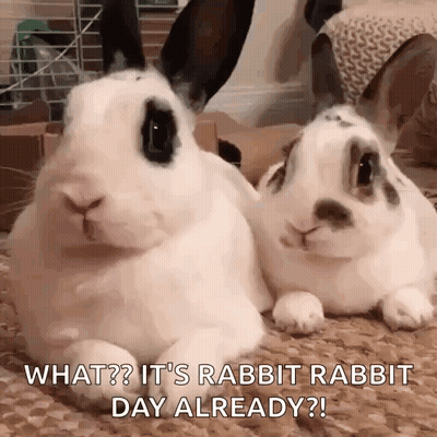 Two Rabbits Lying Next To Each Other GIF